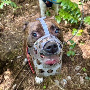 A cute little pit bull wears a custom fitted muzzle that has gotten muddy from playing wildly outdoors.