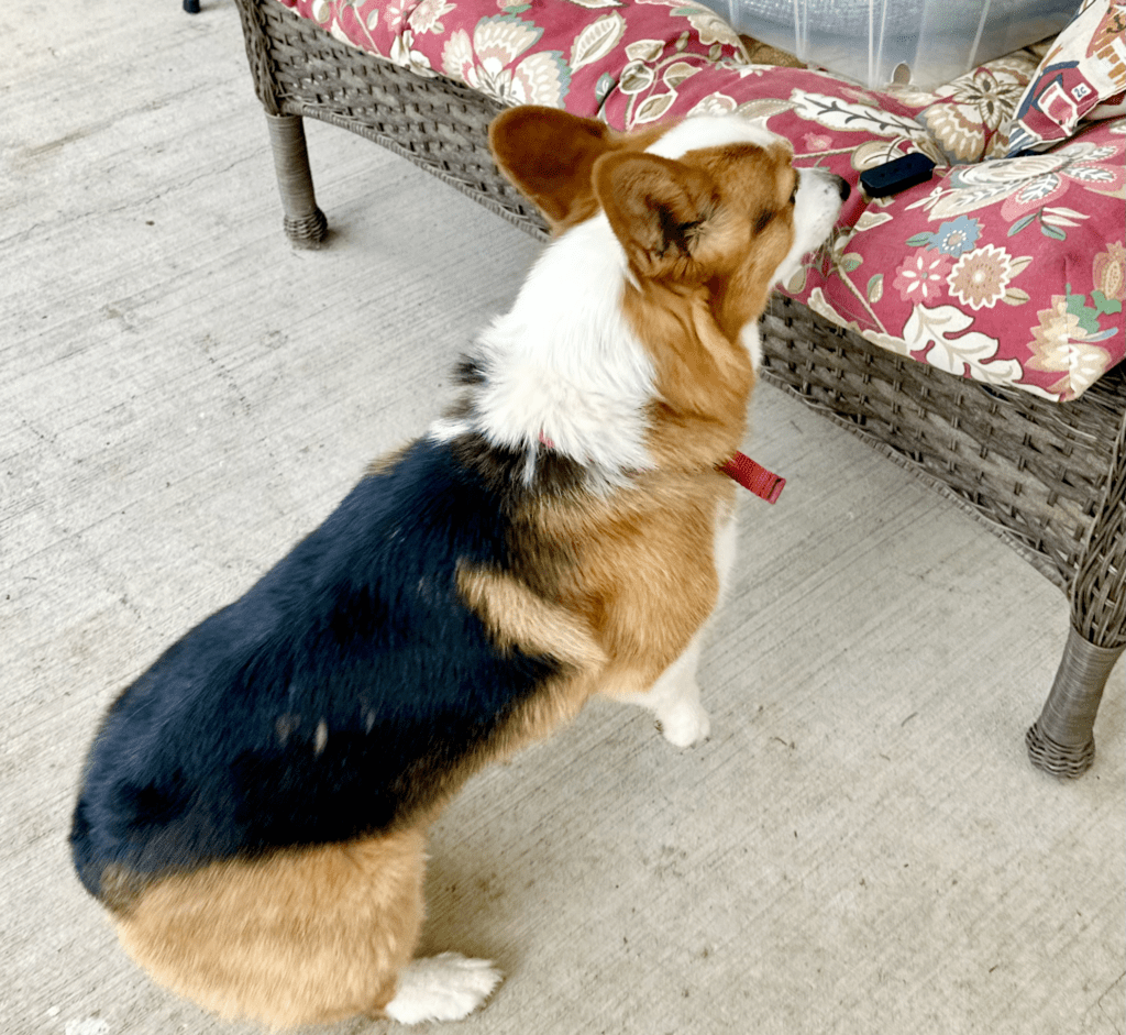 A corgi sniffs alertly at an odor tin on the seat of an outdoor couch.