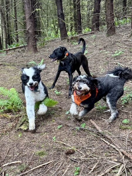Three dogs with big smiles run and romp excitedly around a hillside in the woods.