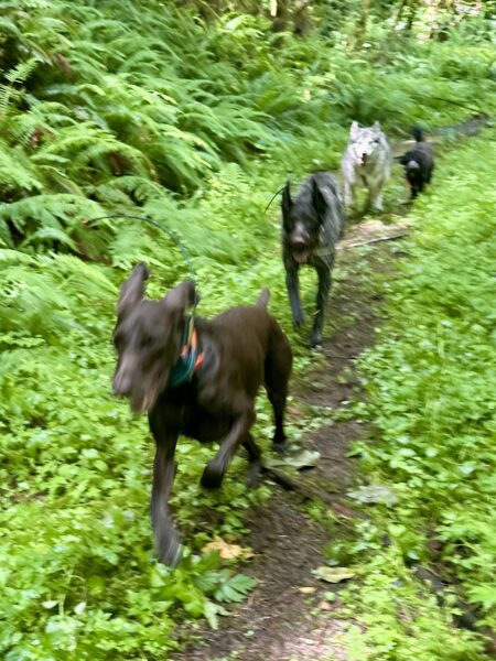 Four dogs chase at high speed along a narrow footpath through lush vegetation.