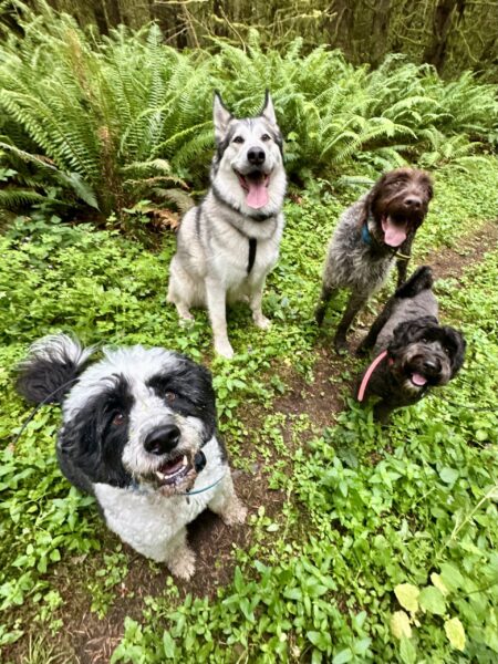 Four smiling dogs pose handsomely on a trail overgrown with lush greenery.