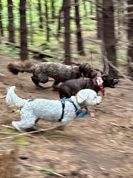Three dogs race side by side at top speed through the woods.
