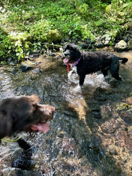 Two happy dogs with tongues out wade through a rushing creek in the forest.