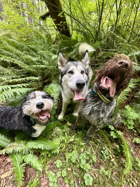 Three dogs with big smiles pose together amid tall ferns in the forest.